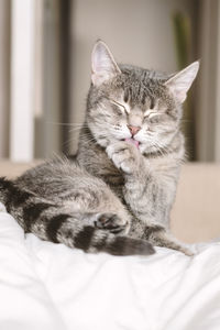 Close-up of cat resting on bed at home