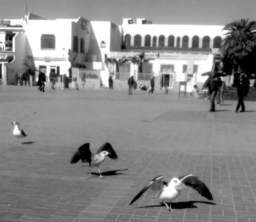 bird, animal themes, wildlife, animals in the wild, pigeon, built structure, architecture, building exterior, flying, walking, city, full length, seagull, one animal, sunlight, spread wings, outdoors, day, city life