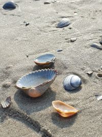 High angle view of shells on beach