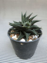 High angle view of succulent plant on table