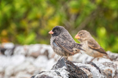 Close-up of bird perching on rock