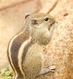 Close-up of lion sitting on field