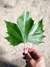 Close-up of hand holding big green leaf