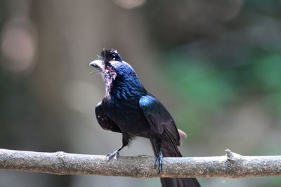 bird