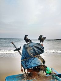 Crows perching on boat at beach against sky
