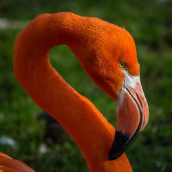 Close-up of swan