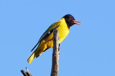 Low angle view of bird perching on branch against blue sky