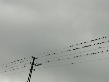 Low angle view of birds perching on cable