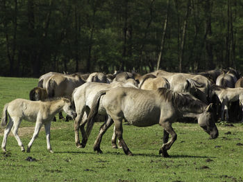 Widl horses in germany