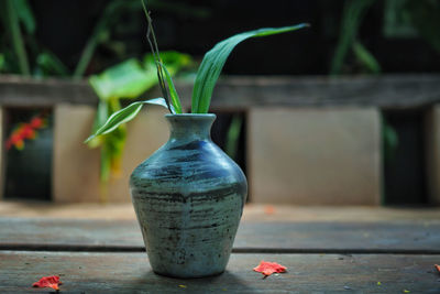 Close-up of potted plant on table