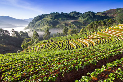 High angle view of agricultural field