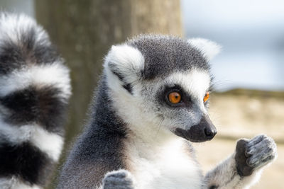 Close up portrait of a ring tailed lemur sunbathing.