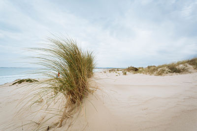 Grass growing on beach against sky