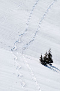 Ski tracks in powder snow