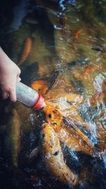 High angle view of hand holding fish in sea