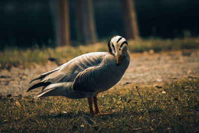 Canada geese on field