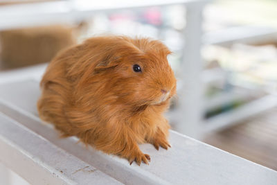 Close-up of guinea pig on table