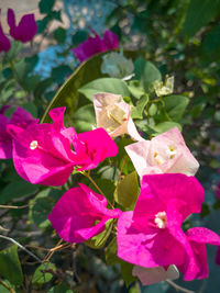 Close-up of pink bougainvillea flowers