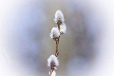 Close-up of white pussy willow flower spring 