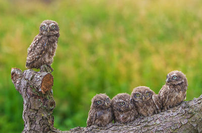 Portrait of owls perching on tree