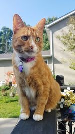 Portrait of cat sitting outdoors