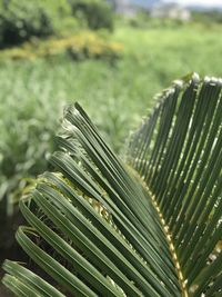 Close-up of wet plant leaves on field