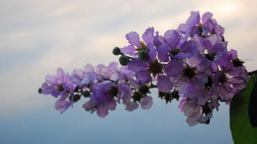 Close-up of fresh purple flowers against sky
