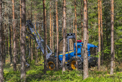Graffiti on trees in forest