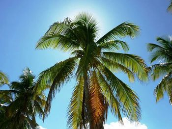 Low angle view of palm trees against blue sky