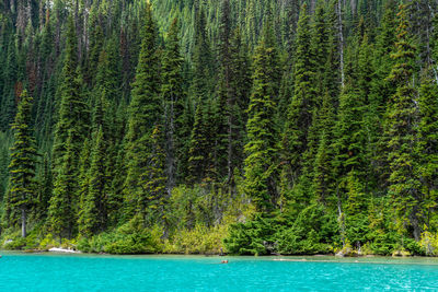 Scenic view of joffre lake with pine trees in forest