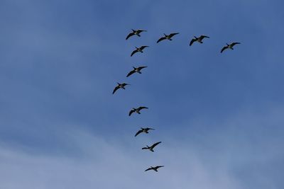 Low angle view of birds flying in sky