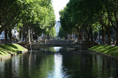 View of trees in park