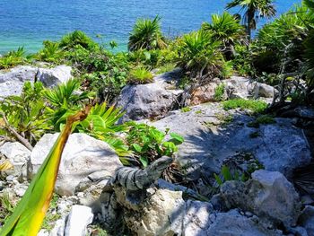 Plants growing on rocks by sea