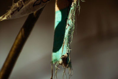 Close-up of insect on plant