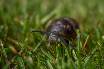 Close-up of snail on land