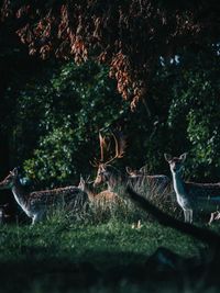 Deer in a field