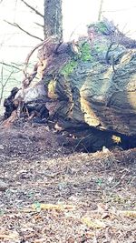 Close-up of tree trunk