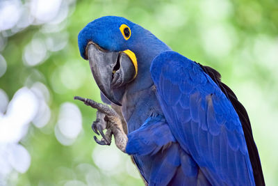 Close-up of blue parrot perching on branch