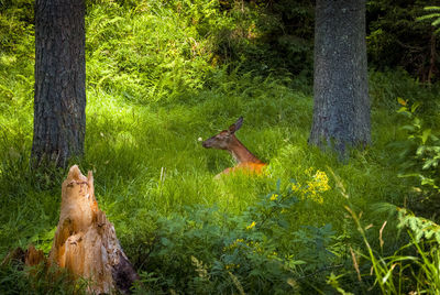 View of a forest