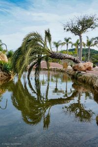 Reflection of palm trees in lake against sky