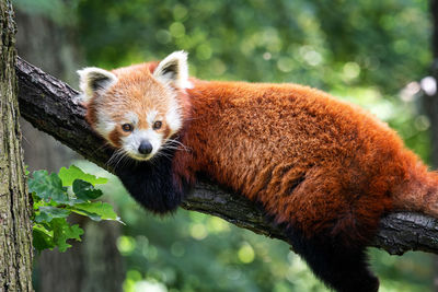 Portrait of an animal in zoo