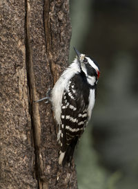 Close-up of woodpecker perching on tree trunk