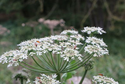 Close-up of white flowering plant