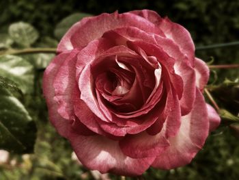 Close-up of pink rose