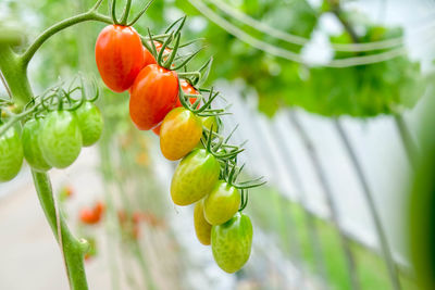 Close-up of fruits on plant