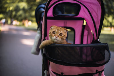 Portrait of cat in baby stroller on street