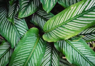 Close-up of green leaves