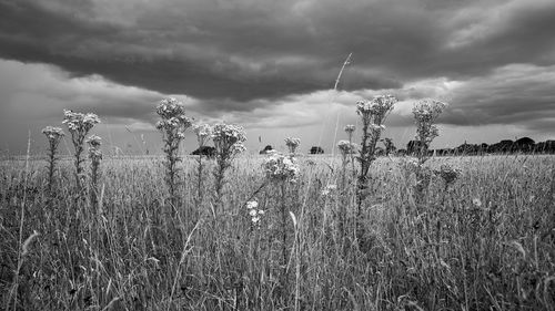 Plants growing on field against sky