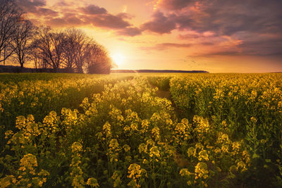 Scenic view of yellow flower field against sky during sunset