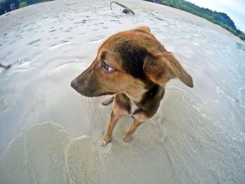 Close-up of dog at beach